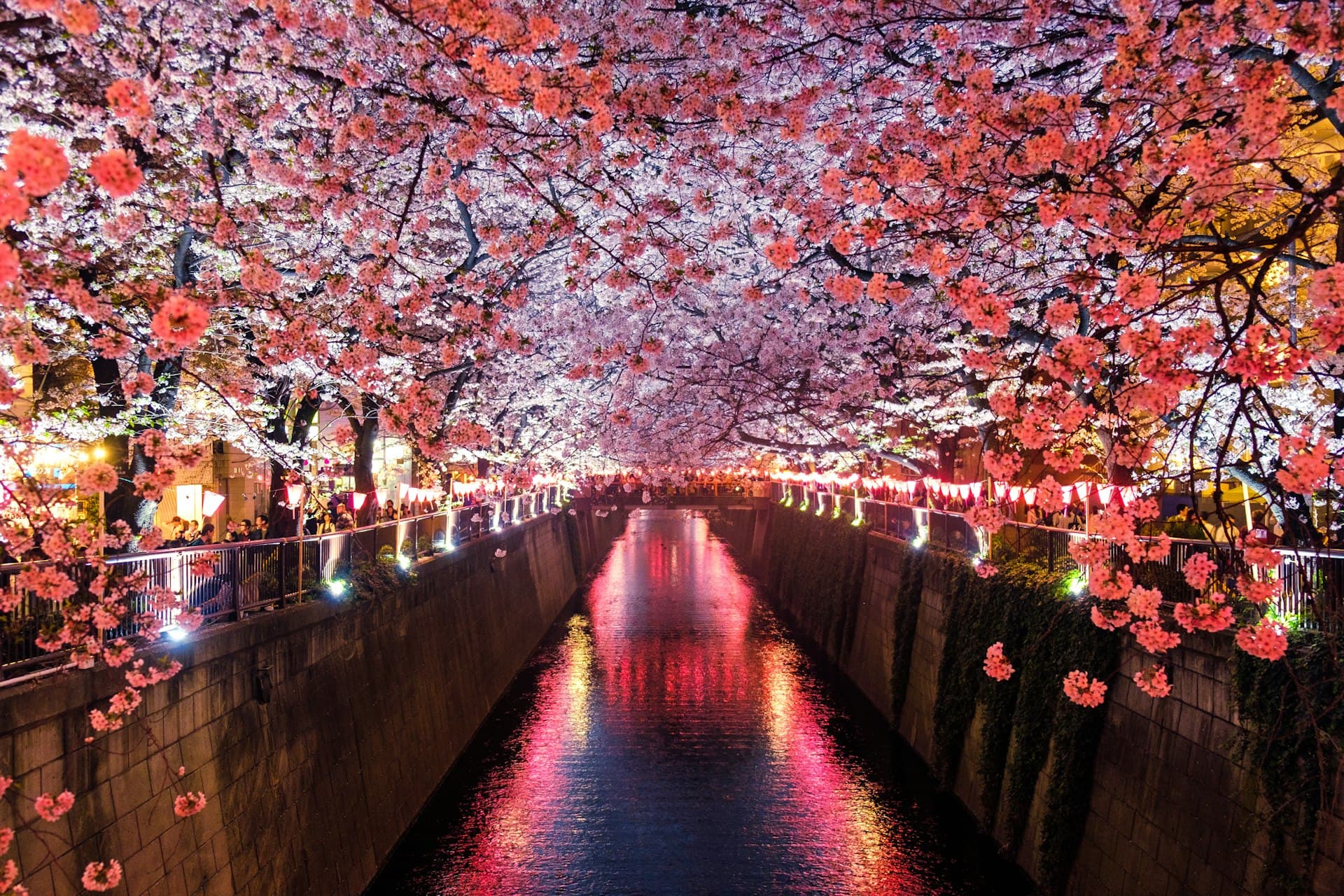 A canal lined with cherry blossom in soft evening light